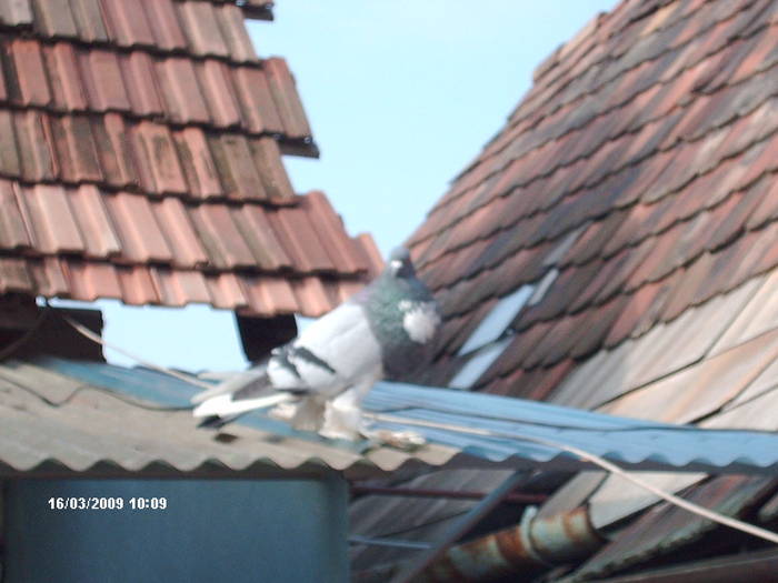 HPIM1723 - 6-gusati de pomerania-2009