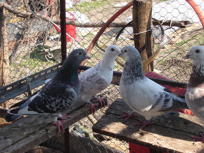 152 - E Porumbei Voiajor Standard Vechi