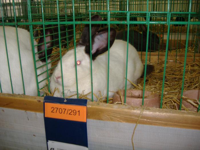 Nitra 06.12.2008 061