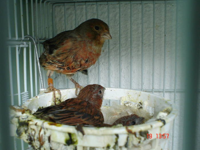 DSC03929 - PUI CANARI 2009