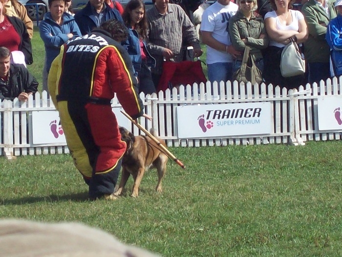 100_8581 - Expo CACIB-Bucuresti 19-20sept2009