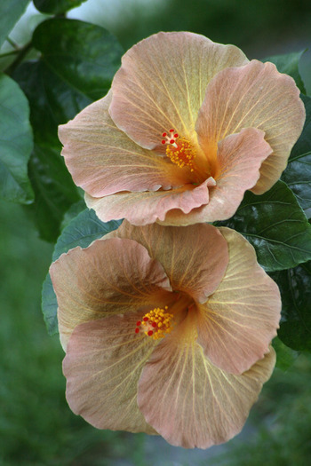 Hibiscus Topaz Glory - plante 2009