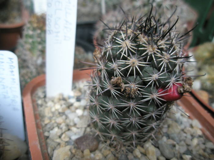Mammillaria scheldonii - FRUCTE de cactusi si suculente