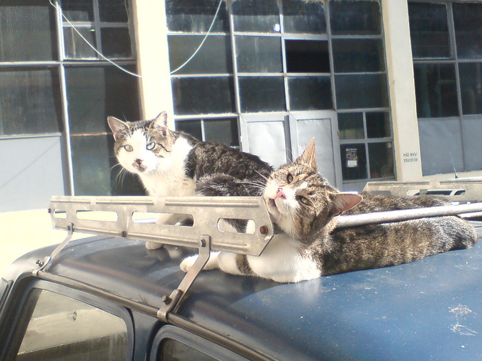 La soare in parcare - Pe langa bloc-pisici