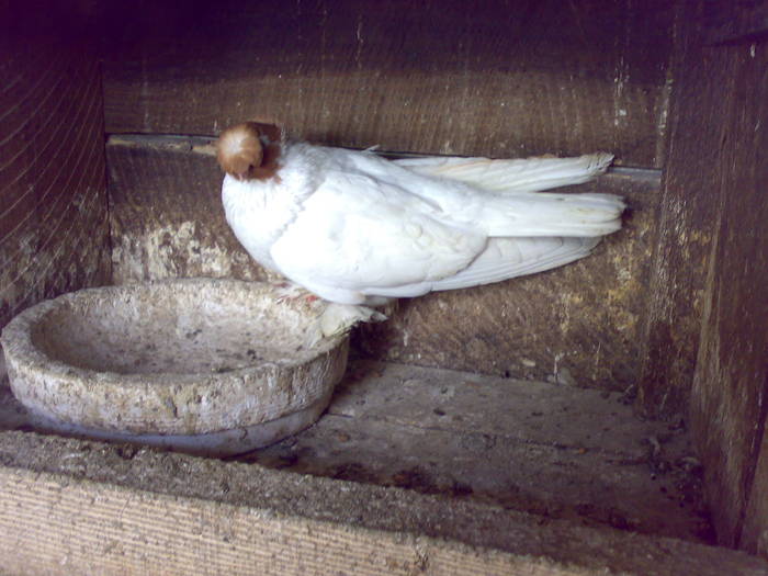 110420092006 - 1712 Marian Serbancea