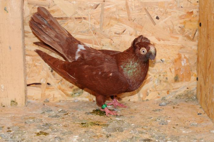 DSC_9889 - jucatori dublumotati calarasi 2008