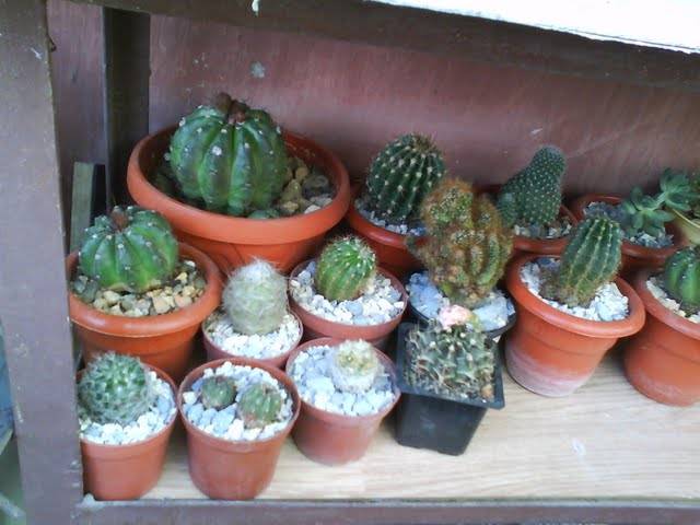 DSC00162 - Cactusi 2009