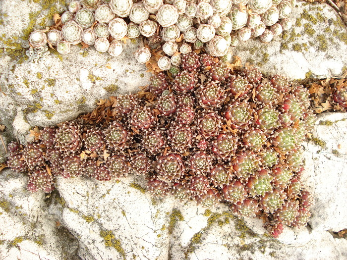 DSC01592 - Sempervivum