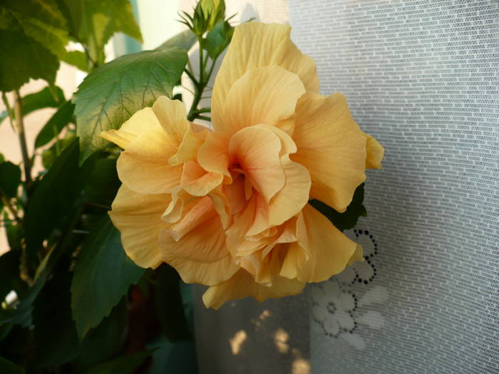 P1150165