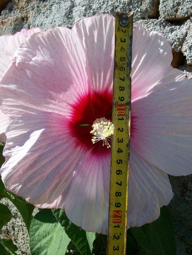 Hibiscus moscheutos hardy xxl; Vand seminte-10buc=9 roni

