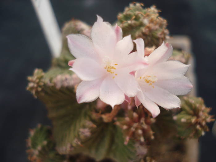 Aztekium ritterii