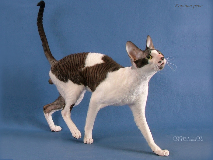 D_279 - Desktop Pisici