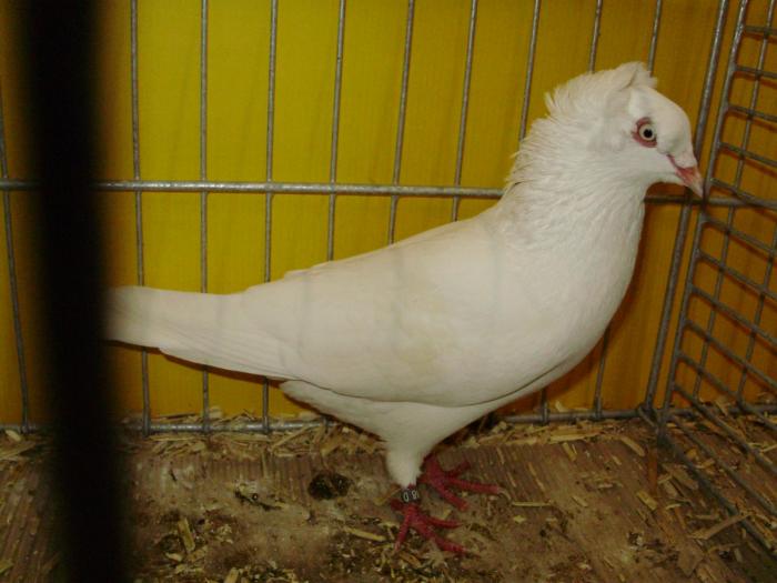 14686b zb pomeranian 1
