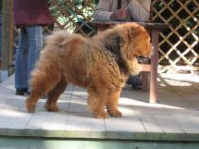 m_800px_IMG_0383___Chow_Chow_2C_side - CaTzElUsI