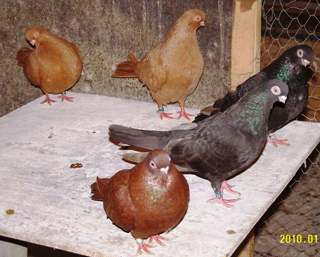 220 - jucatori de ardeal