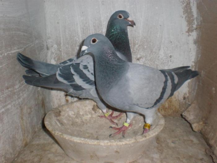 PC080274 - poze  08_12_2008