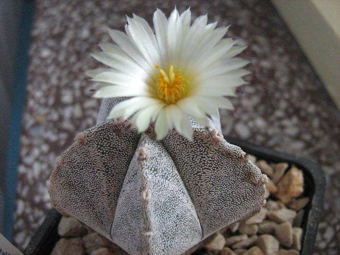 IMG_8426 - Astrophytum