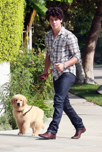 Birthday Boy Nick Jonas Takes Pup Walk KzRbtIzM65-l