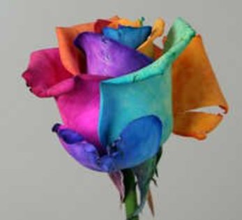 orig_trandafir_curcubeu2_75 - Rainbow