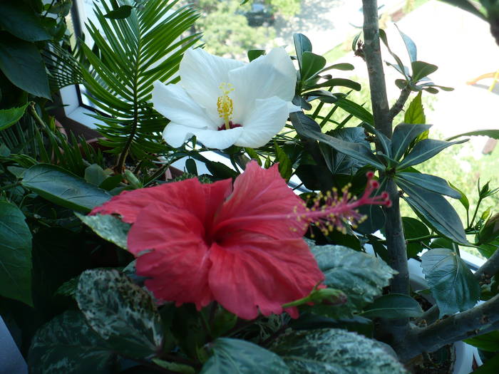 P1140847 - HIBISCUSI