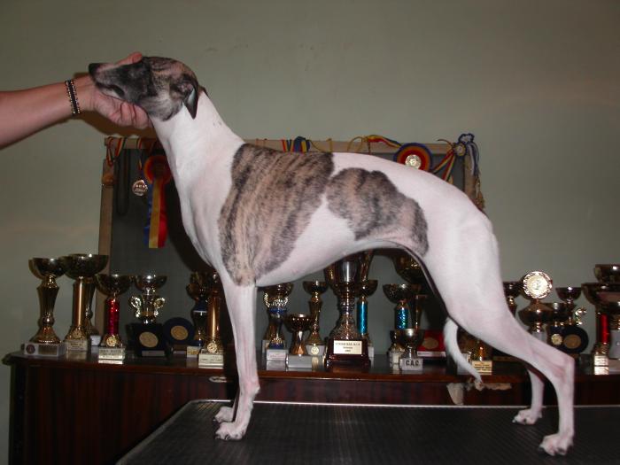 MISSY - WHIPPET Meradith Mala Miss