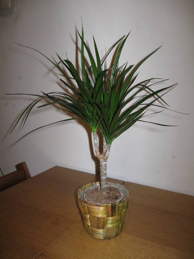 IMG_2897 - Dracena