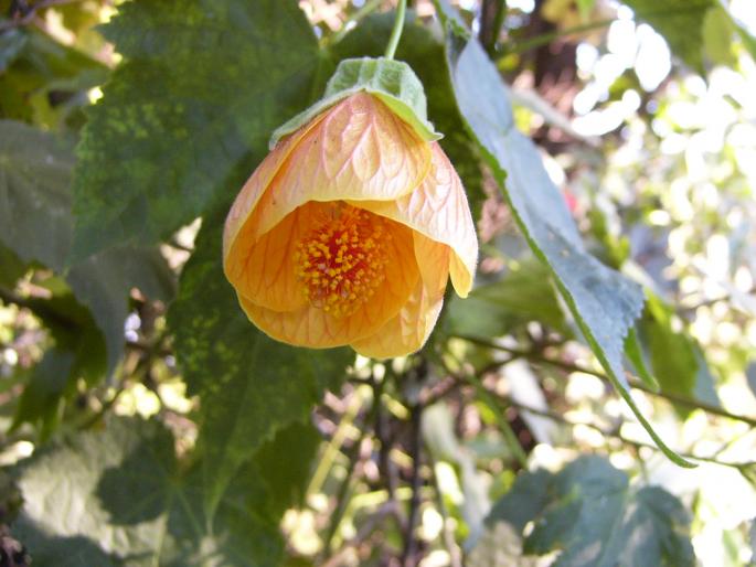 abutilon