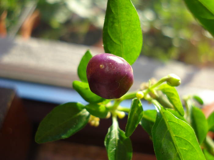 Brazilian Rainbow Pepper (2009, May 08) - Brazilian Rainbow Pepper