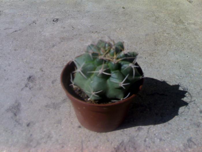 Submatucana paucicostata - cactusii mei