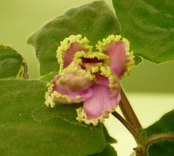 P1170272 crop