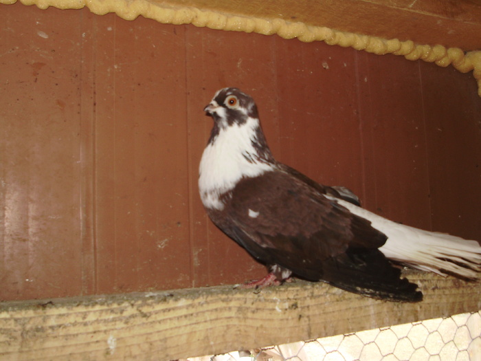 P9061436 - 1709 Marian Anghel