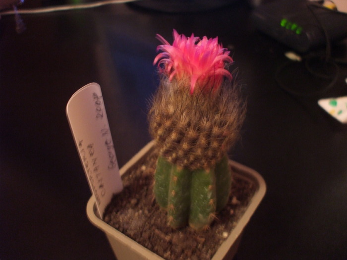 Picture 080 - cactusii mei