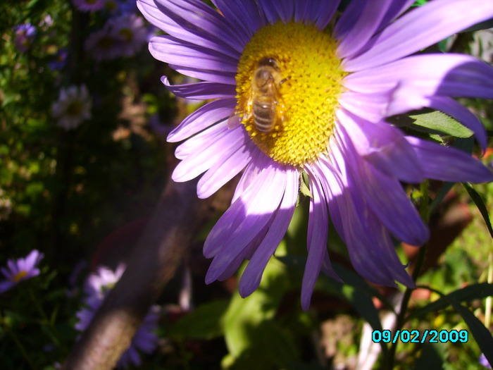 IMG_8601 - insecte si flori