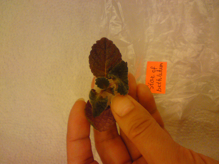 Episcia Lituania - Star of Bethleem; Episcia Lituania - Star of Bethleem
