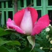 DSCI0599 - Trandafirii  mei