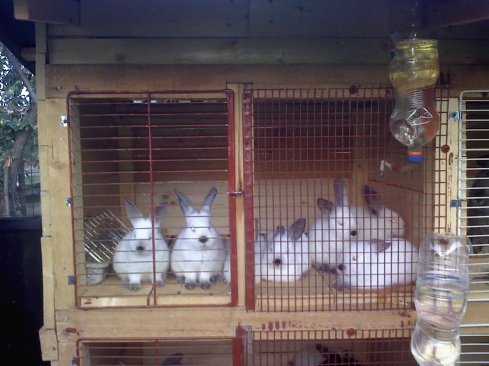 poze 1 (4) - Casutele iepurilor mei