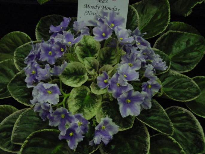 Mas_Moody_Monday_2005avsa - violete de pe net