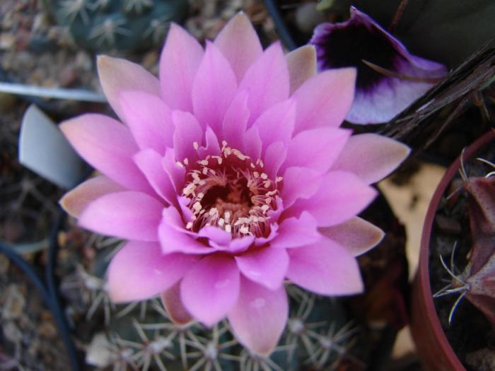 Gymnocalycium baldianum