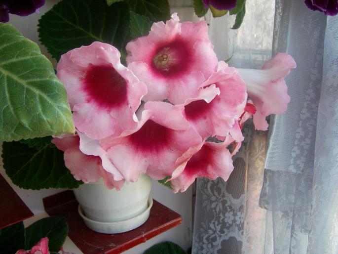 Gloxinia- 5 008 - Gloxinii