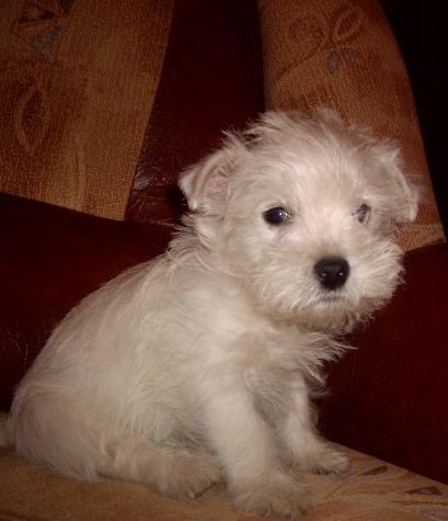 24.02.09 - West highland white terrier-Cezar