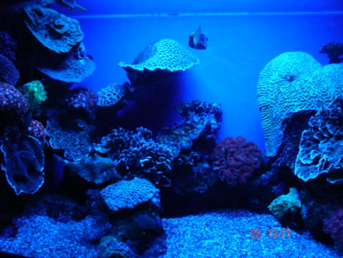 587 Israel - Eilat - The Observatory Marine Park - 2008 ISRAEL NOIEMBRIE