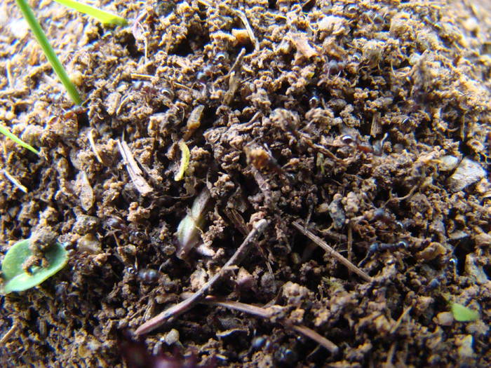 DSC03926 - Concediu 2009