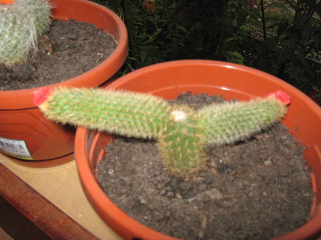IMG_0150 - cactusi