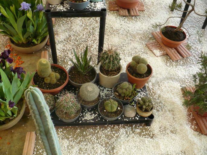 P1010392 - Pitesti 19 aprilie 2008 - II