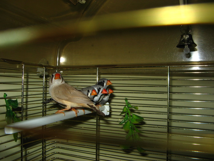 IMG_0795 - 1_1 - Zebre australiene - Zebra finches