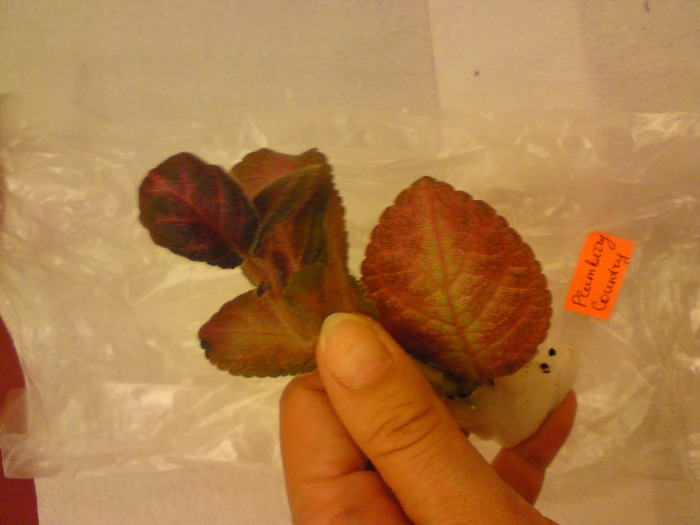 Episcia Lituania - Plumbery Country; Episcia Lituania - Plumbery Country
