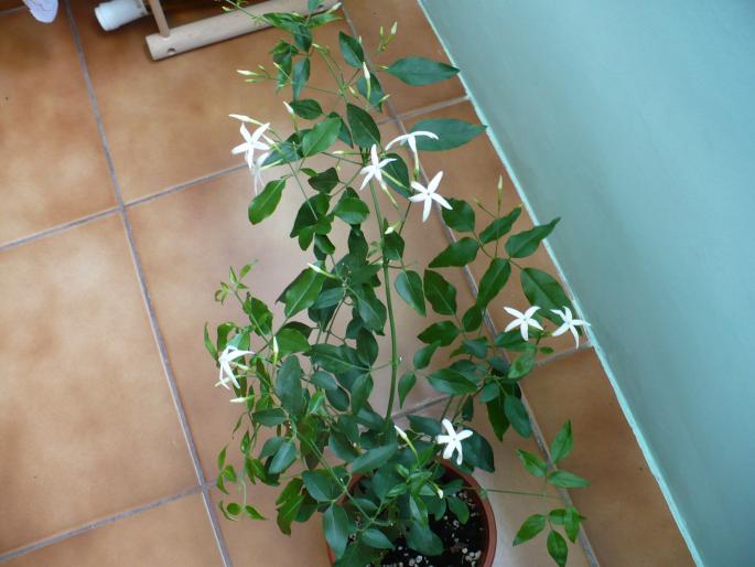 P1040122 - Alte plante