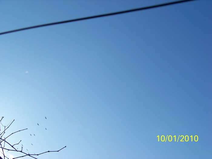 100_8930 - Cer Flori Pasari