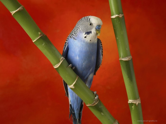 papagal-poze