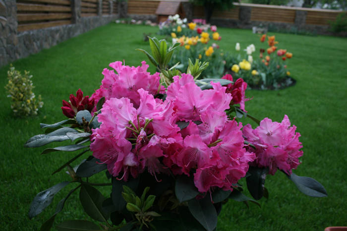 Rhododendron - garden 2009